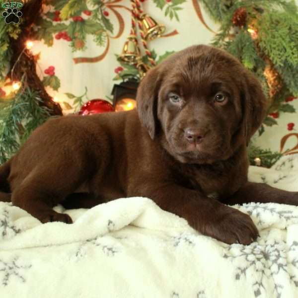 Hillie, Chocolate Labrador Retriever Puppy