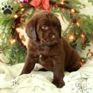 Hillie, Chocolate Labrador Retriever Puppy