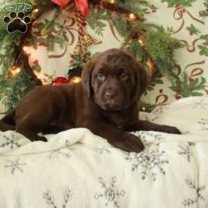 Hillie, Chocolate Labrador Retriever Puppy