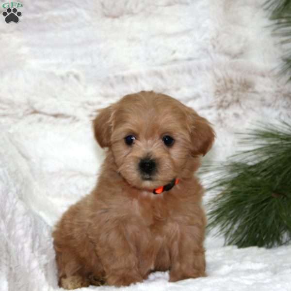 Holly Bear, Toy Poodle Mix Puppy