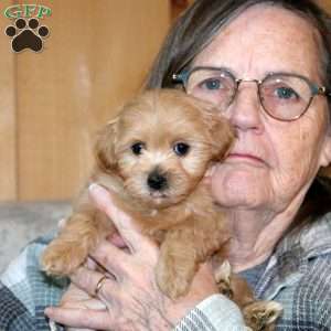 Holly Bear, Toy Poodle Mix Puppy