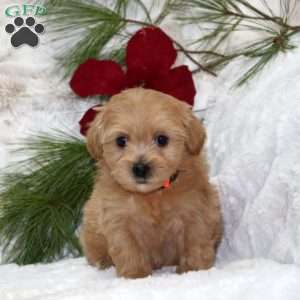 Holly Bear, Toy Poodle Mix Puppy