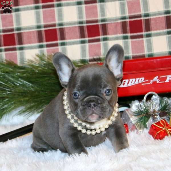 Holly Belle, French Bulldog Puppy