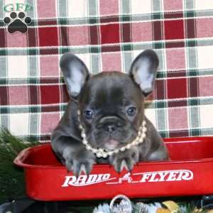 Holly Belle, French Bulldog Puppy