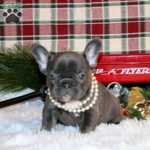 Holly Belle, French Bulldog Puppy