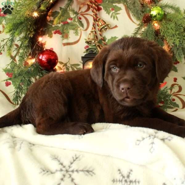 Holly, Chocolate Labrador Retriever Puppy