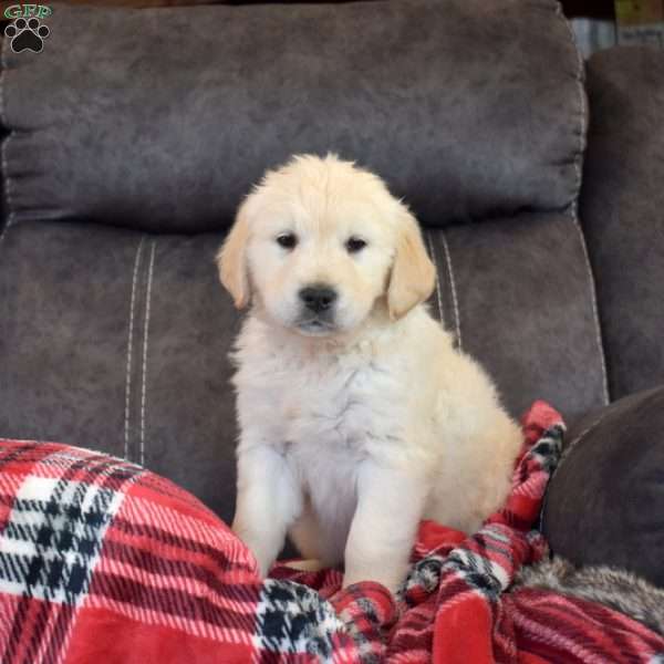 Holly, English Cream Golden Retriever Puppy