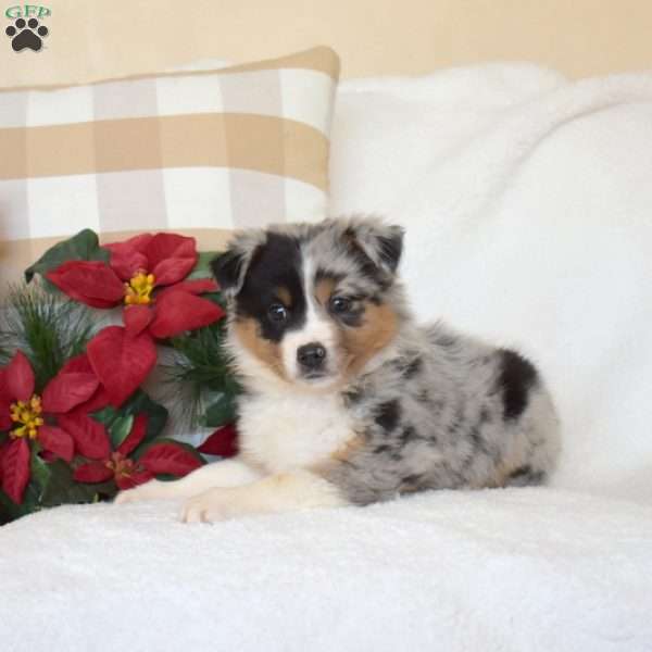 Holly, Miniature Australian Shepherd Puppy