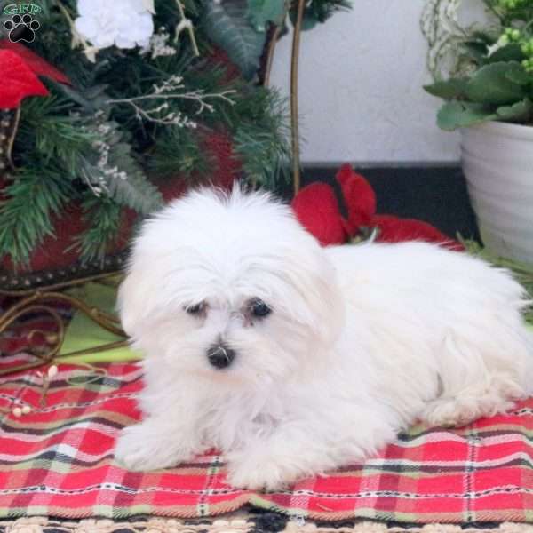 Holly, Maltese Puppy