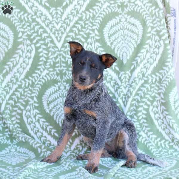 Holly, Blue Heeler – Australian Cattle Dog Puppy