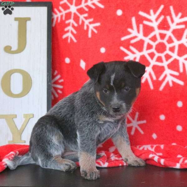 Holly, Blue Heeler – Australian Cattle Dog Puppy
