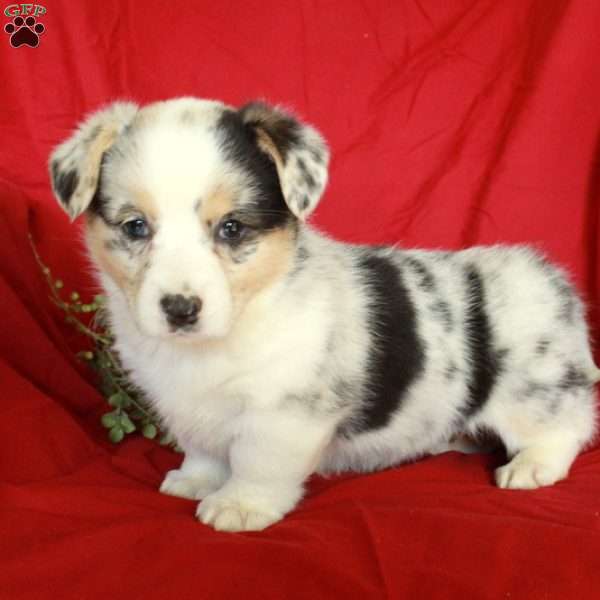 Holly, Pembroke Welsh Corgi Puppy