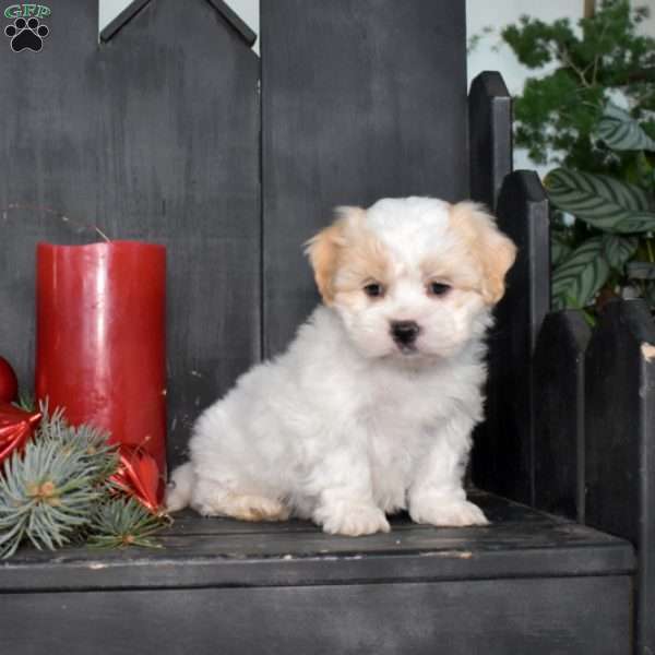 Holly, Mal-Shi Puppy