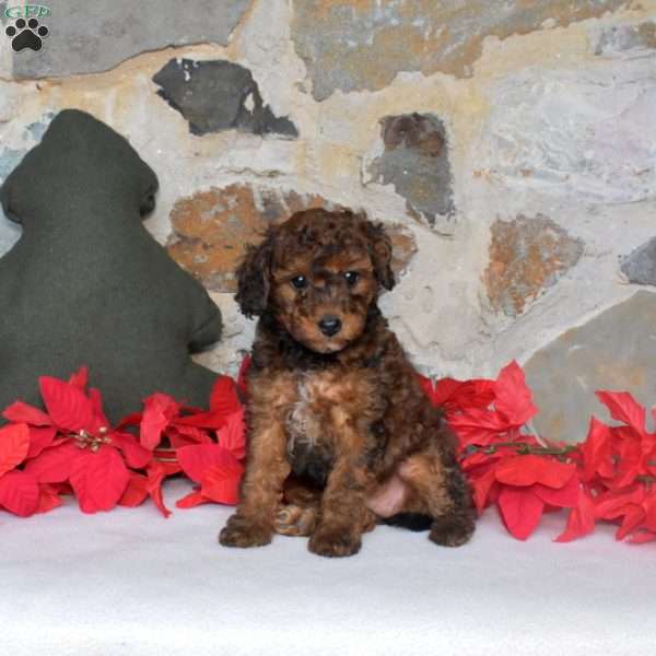 Holly, Miniature Poodle Puppy