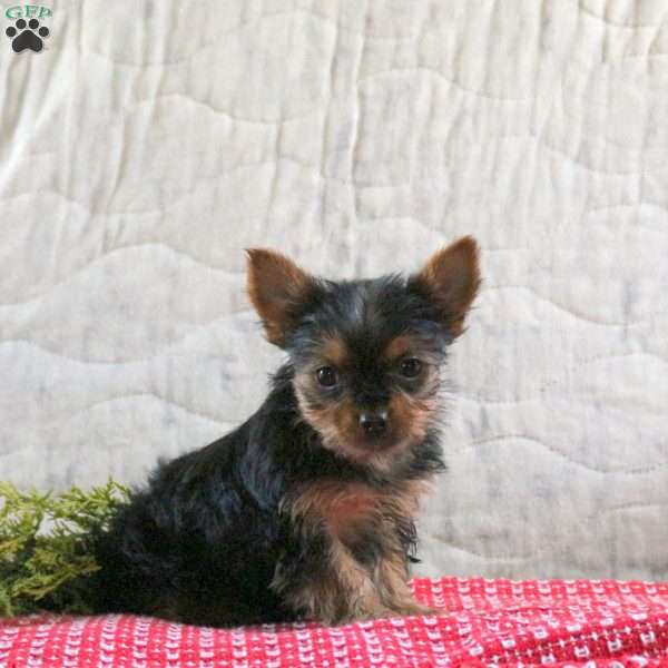 Holly, Yorkie Puppy