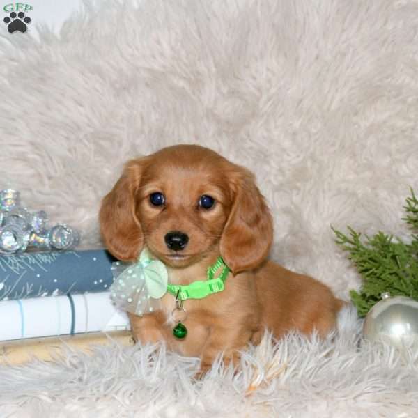 Holly, Dachshund Puppy