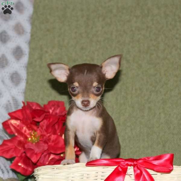 Holly, Chihuahua Puppy