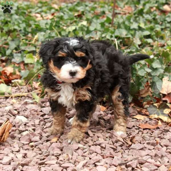 Holly, Mini Bernedoodle Puppy