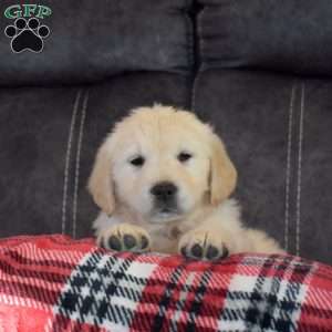 Holly, English Cream Golden Retriever Puppy