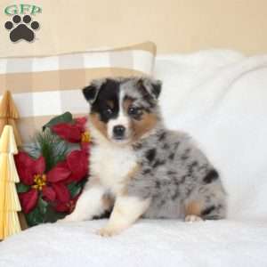 Holly, Miniature Australian Shepherd Puppy