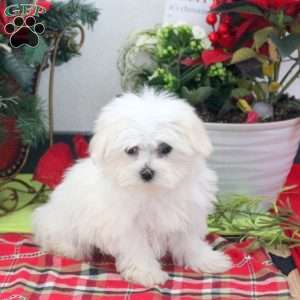 Holly, Maltese Puppy