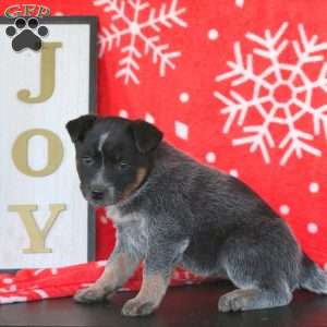 Holly, Blue Heeler – Australian Cattle Dog Puppy