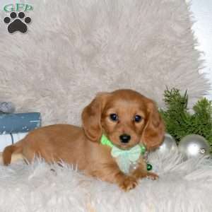Holly, Dachshund Puppy