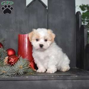 Holly, Mal-Shi Puppy