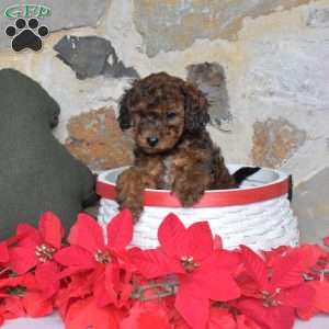 Holly, Miniature Poodle Puppy