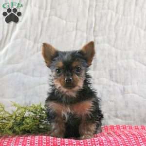 Holly, Yorkie Puppy