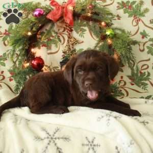 Holly, Chocolate Labrador Retriever Puppy