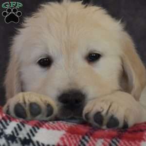 Holly, English Cream Golden Retriever Puppy