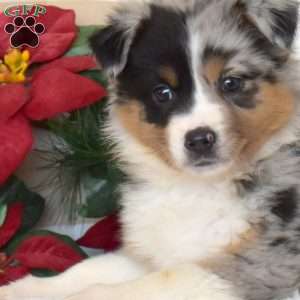 Holly, Miniature Australian Shepherd Puppy