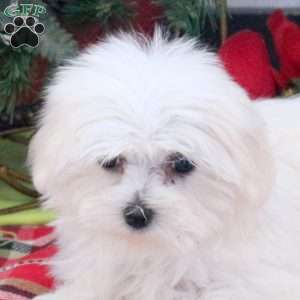 Holly, Maltese Puppy