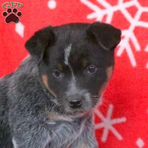 Holly, Blue Heeler – Australian Cattle Dog Puppy