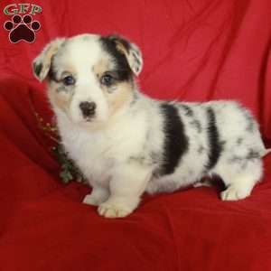 Holly, Pembroke Welsh Corgi Puppy