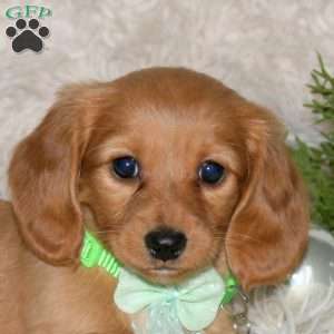 Holly, Dachshund Puppy