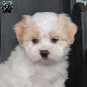 Holly, Mal-Shi Puppy