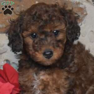 Holly, Miniature Poodle Puppy