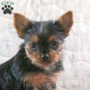 Holly, Yorkie Puppy