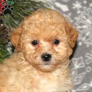 Holly, Bich-Poo Puppy