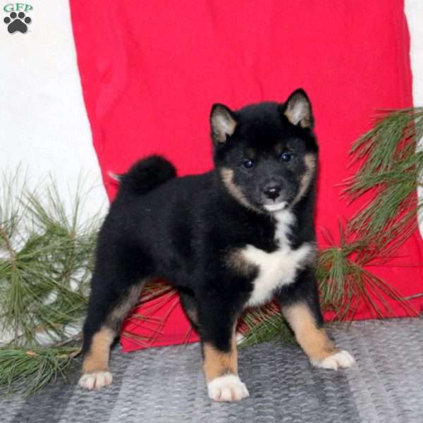 Holly, Shiba Inu Puppy