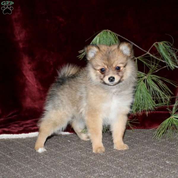 Holly, Pomeranian Puppy