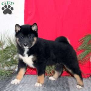 Holly, Shiba Inu Puppy