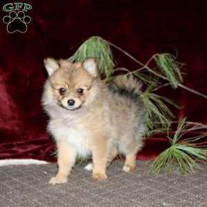 Holly, Pomeranian Puppy