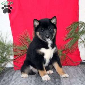 Holly, Shiba Inu Puppy