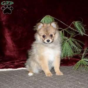 Holly, Pomeranian Puppy