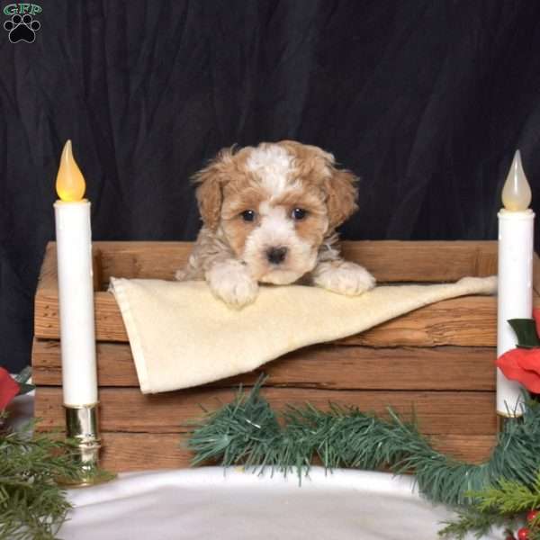 Honey, Bich-Poo Puppy