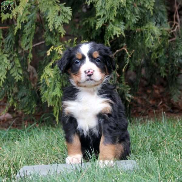 Honey, Bernese Mountain Dog Puppy