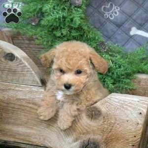 Honey, Bich-Poo Puppy